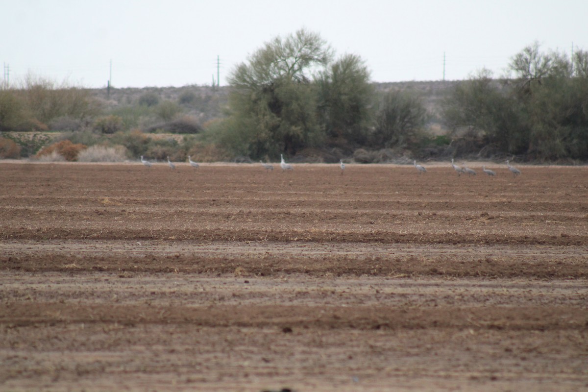 kanadatrane - ML647512244