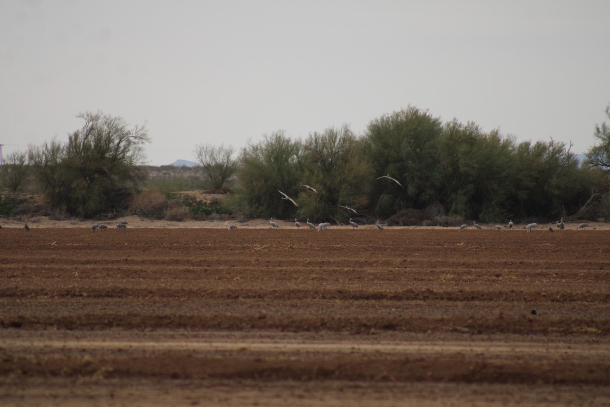 kanadatrane - ML647512245