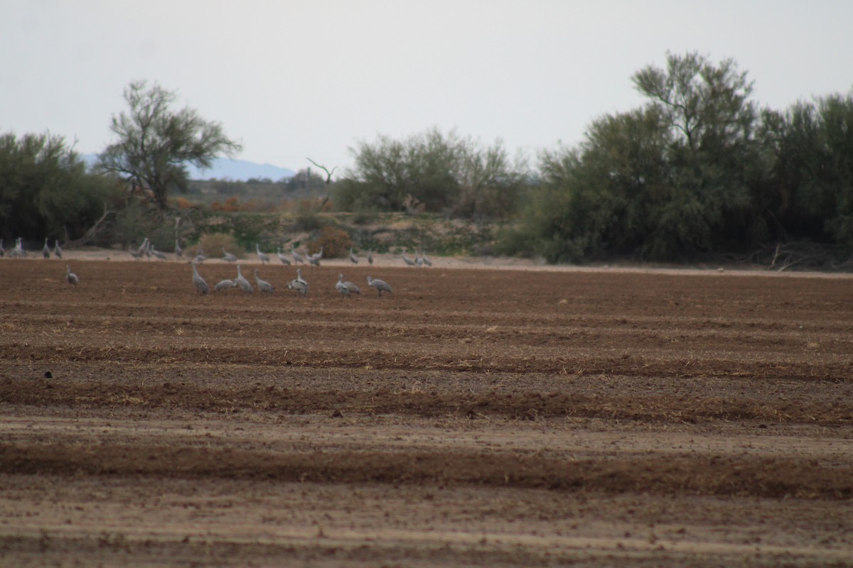 kanadatrane - ML647512246