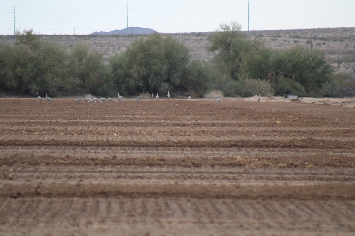 kanadatrane - ML647512247