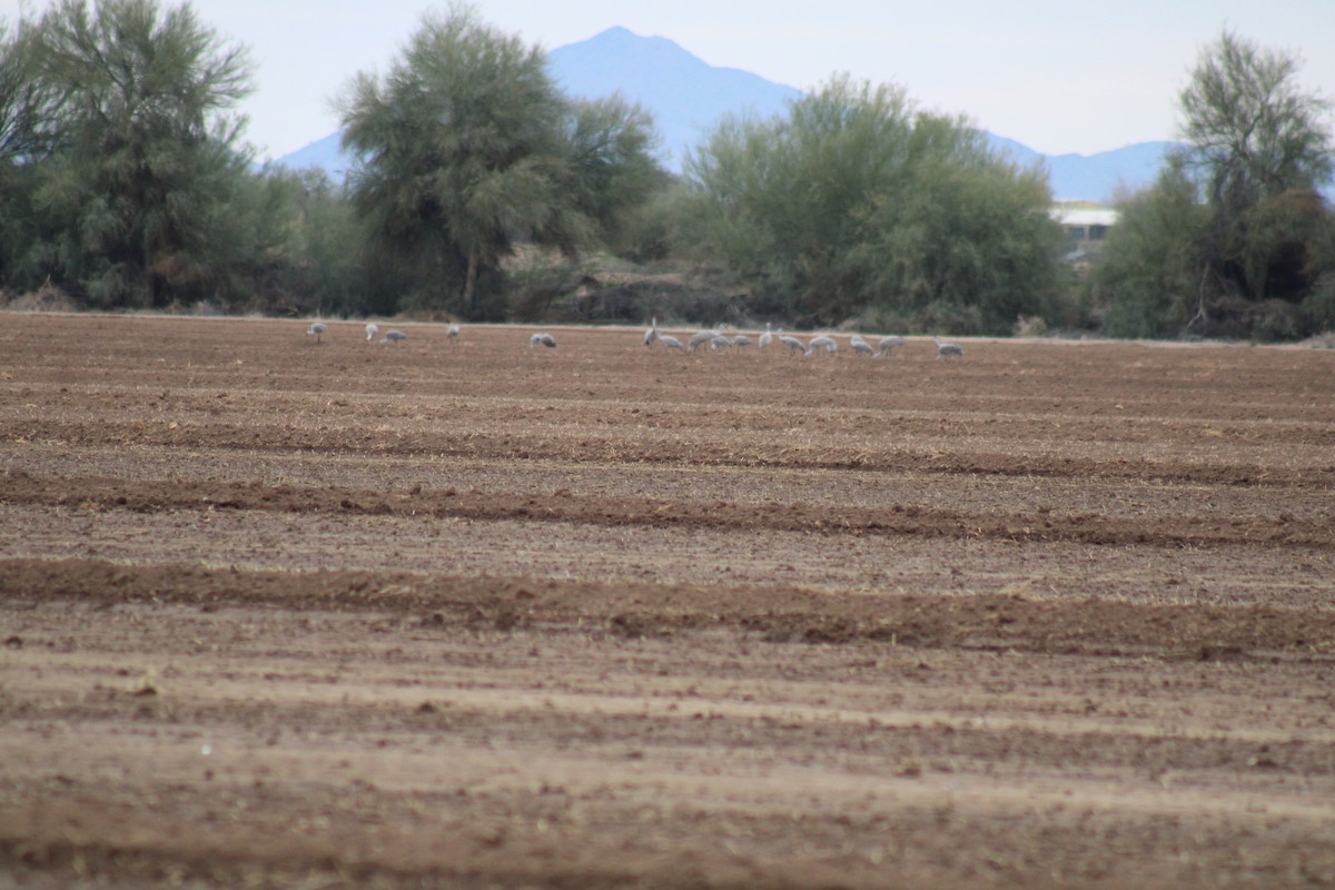 kanadatrane - ML647512248