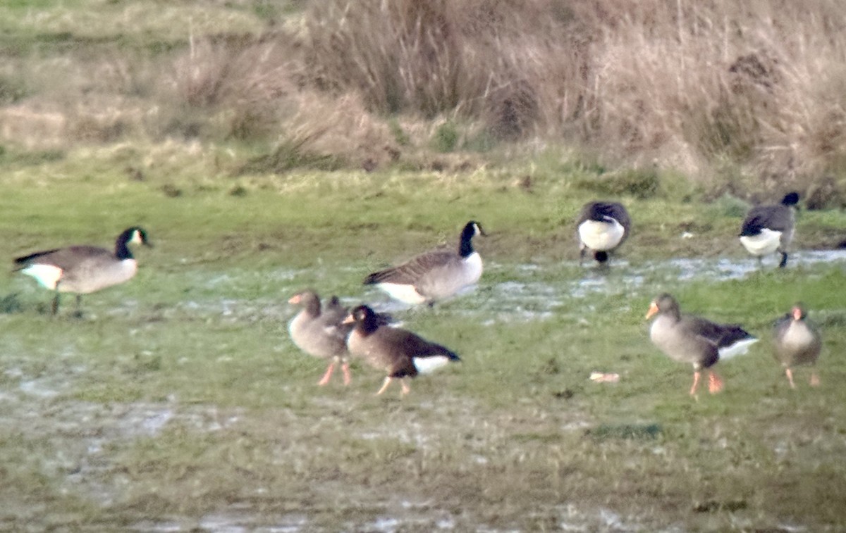 tundragås - ML647512249