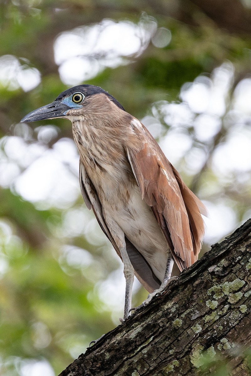 nankinghegre - ML647512252