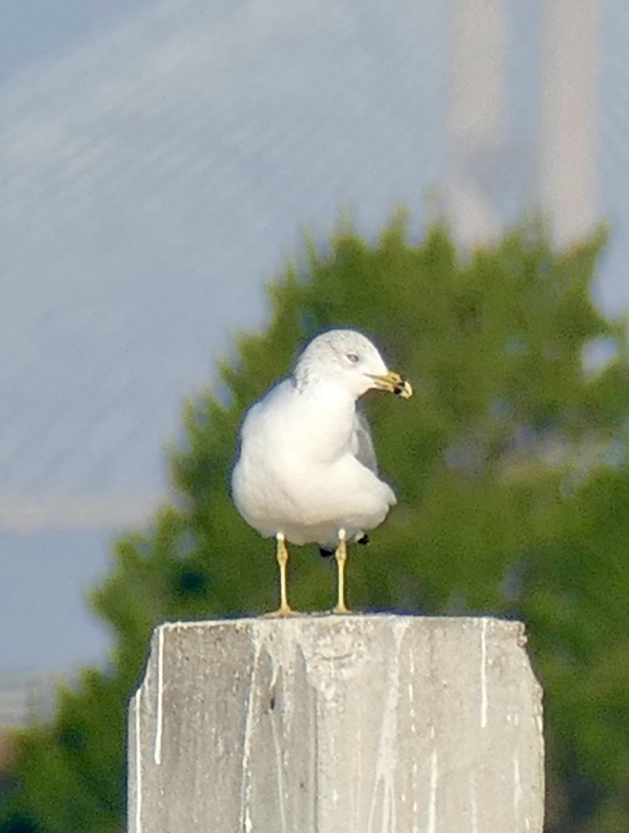 ringnebbmåke - ML647512254