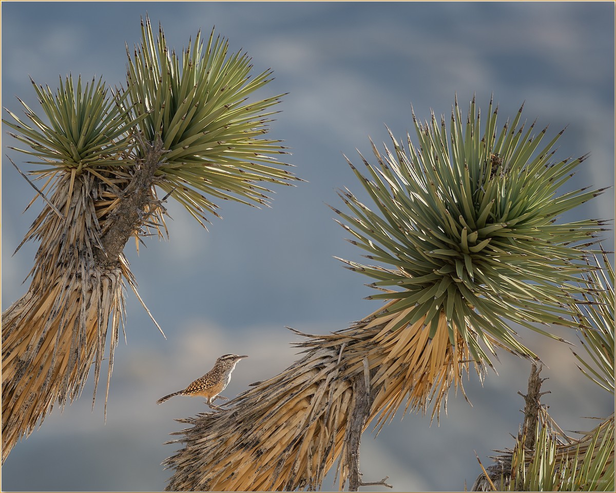 kaktussmett - ML647512255