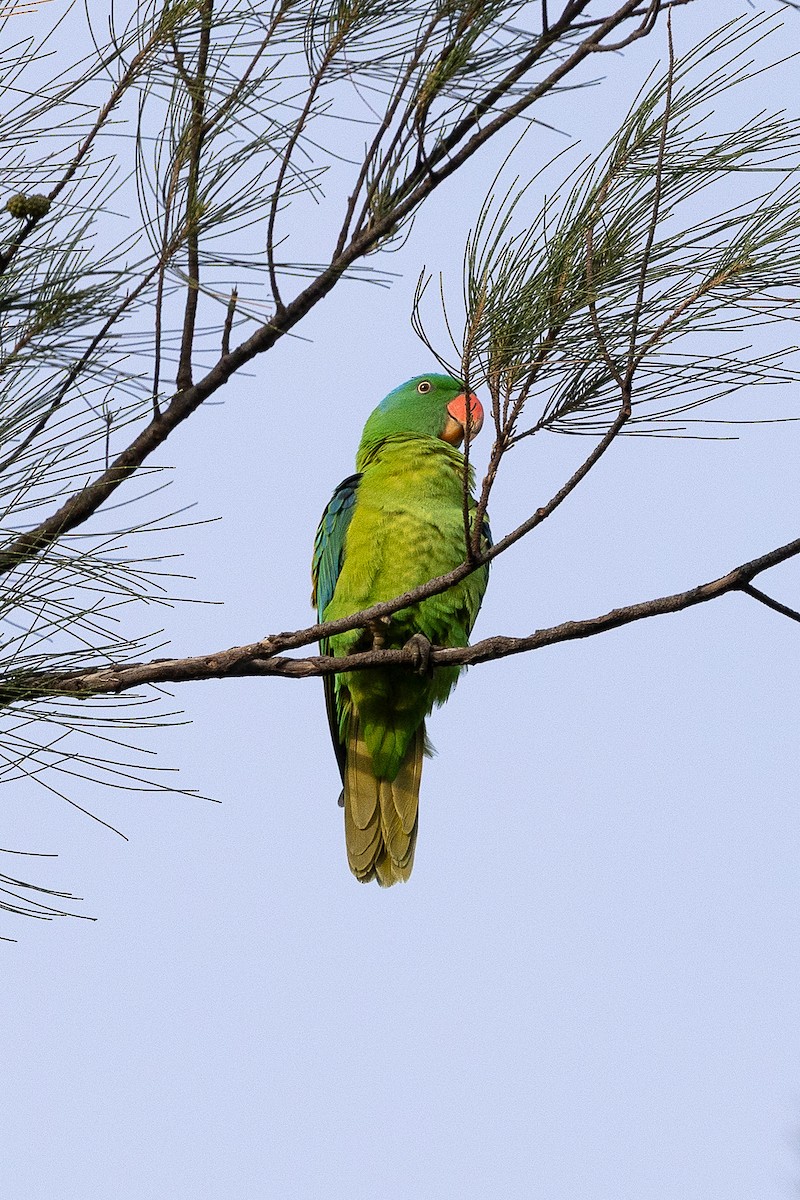 blånakkepapegøye - ML647512258