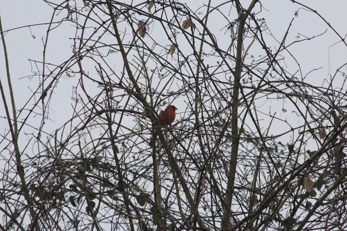 rødkardinal - ML647512259