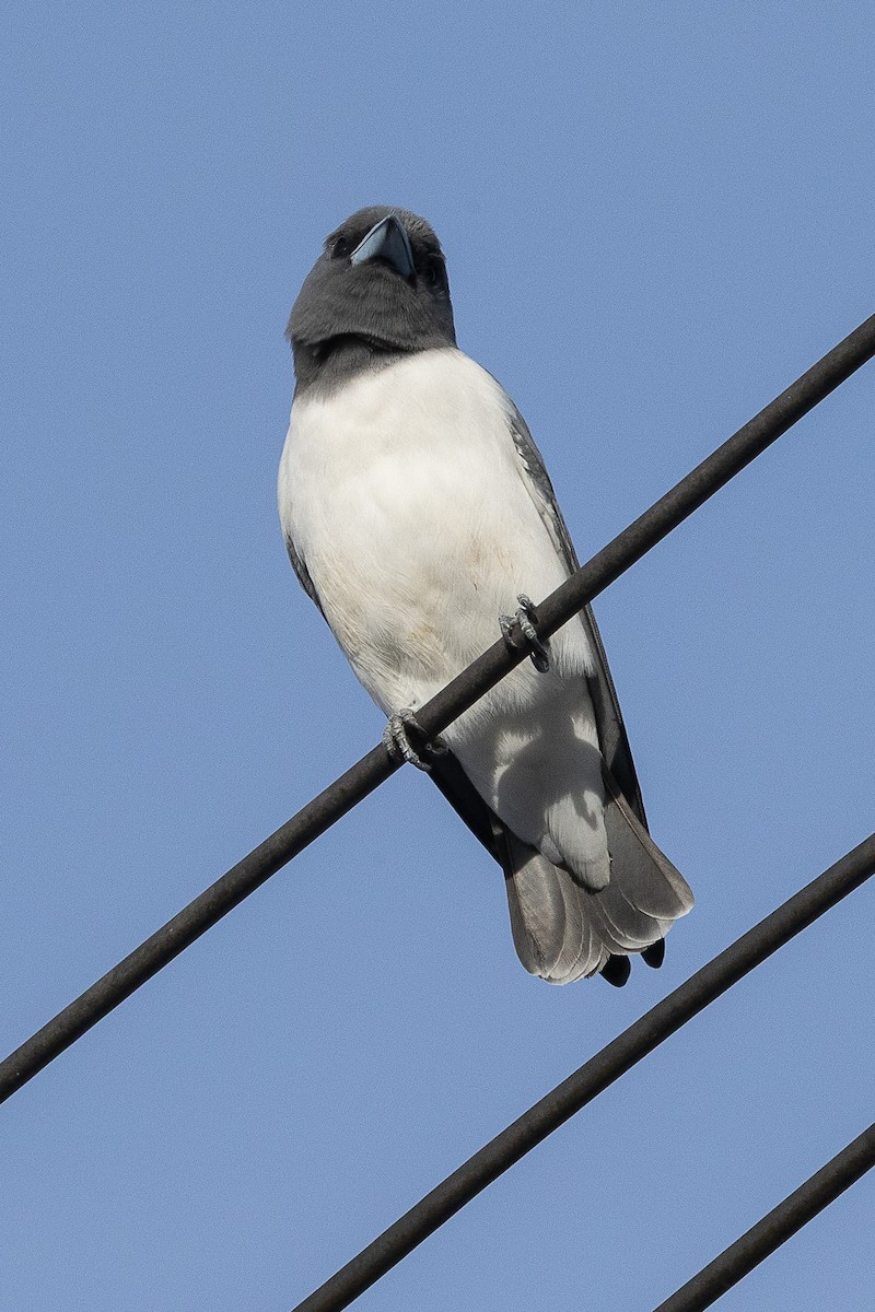 hvitbuksvalestær - ML647512260