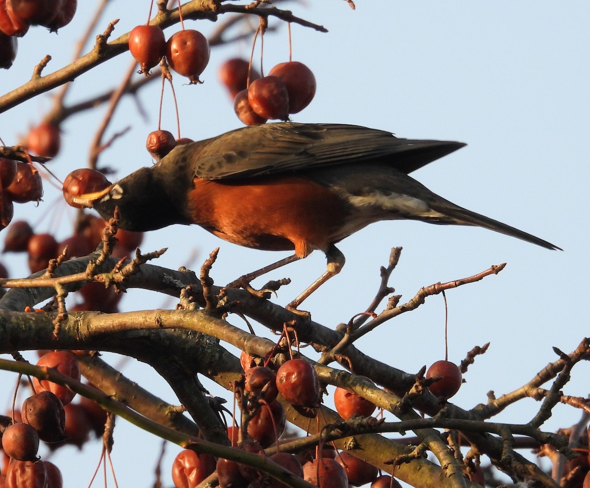 vandretrost - ML647512261