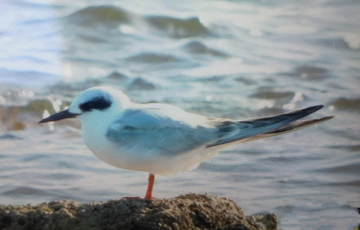 prærieterne - ML647512262