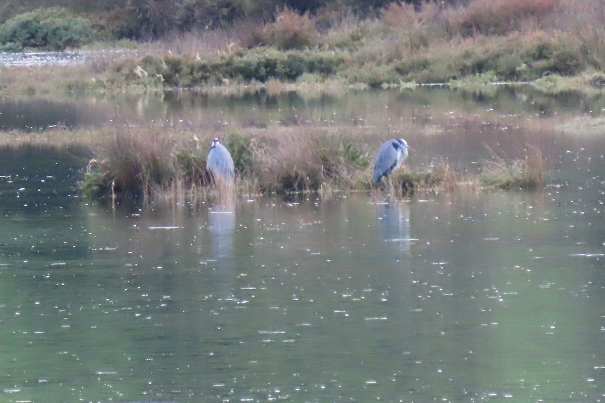 gråhegre - ML647512263