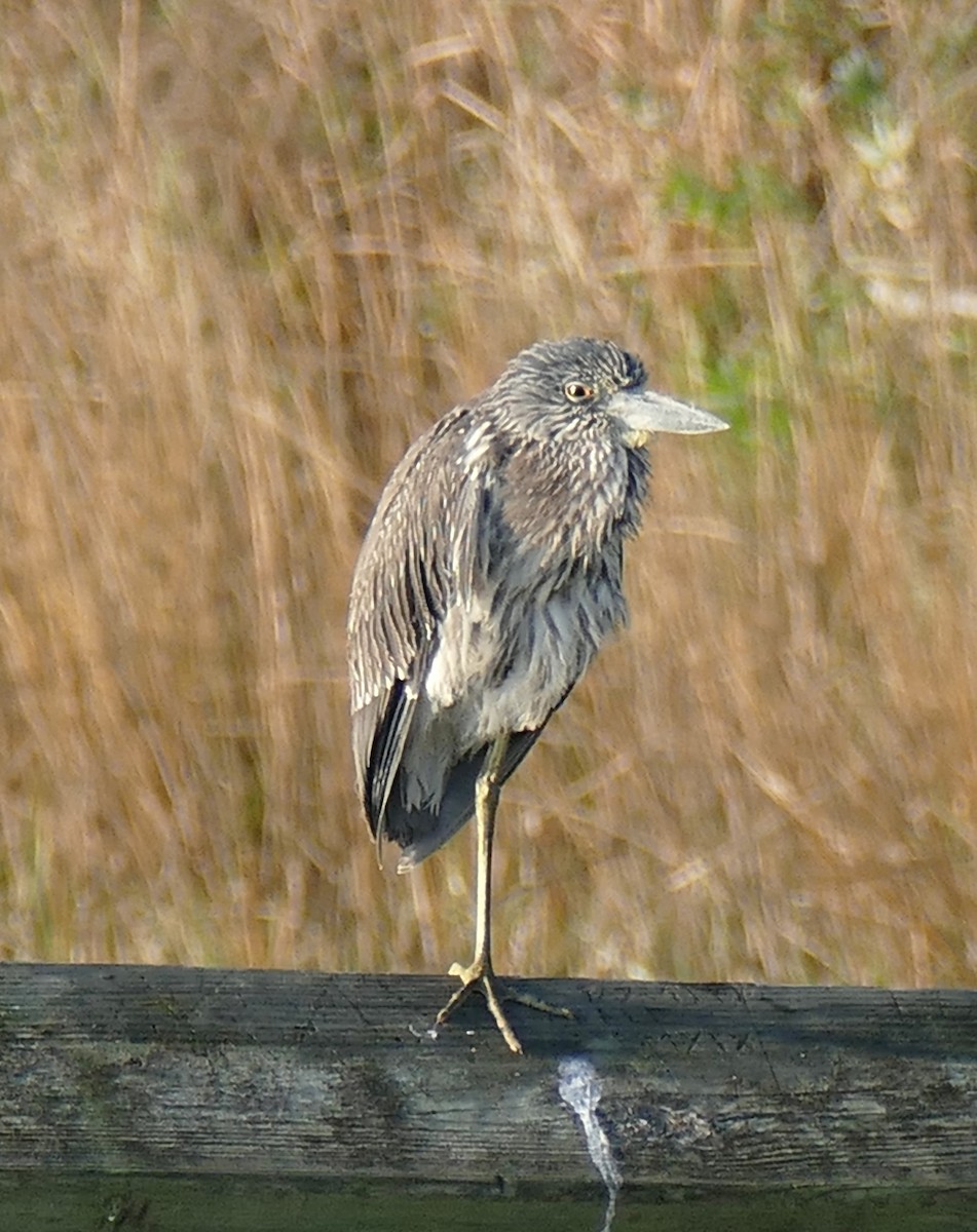 natthegre - ML647512264