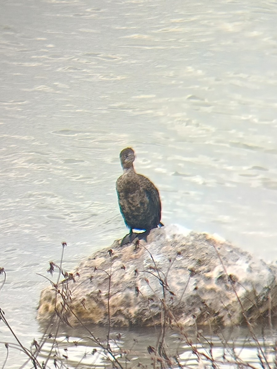 toppskarv - ML647512266