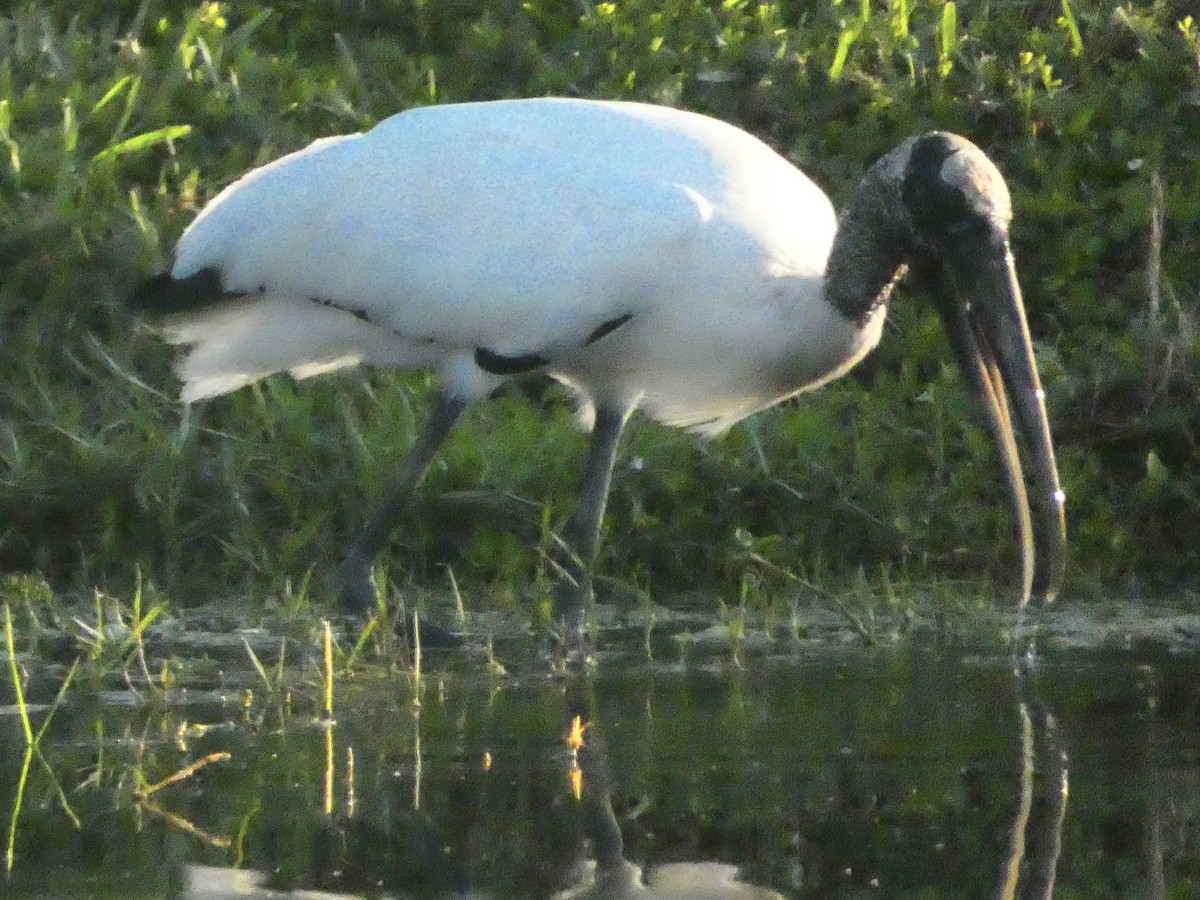 amerikastork - ML647512268