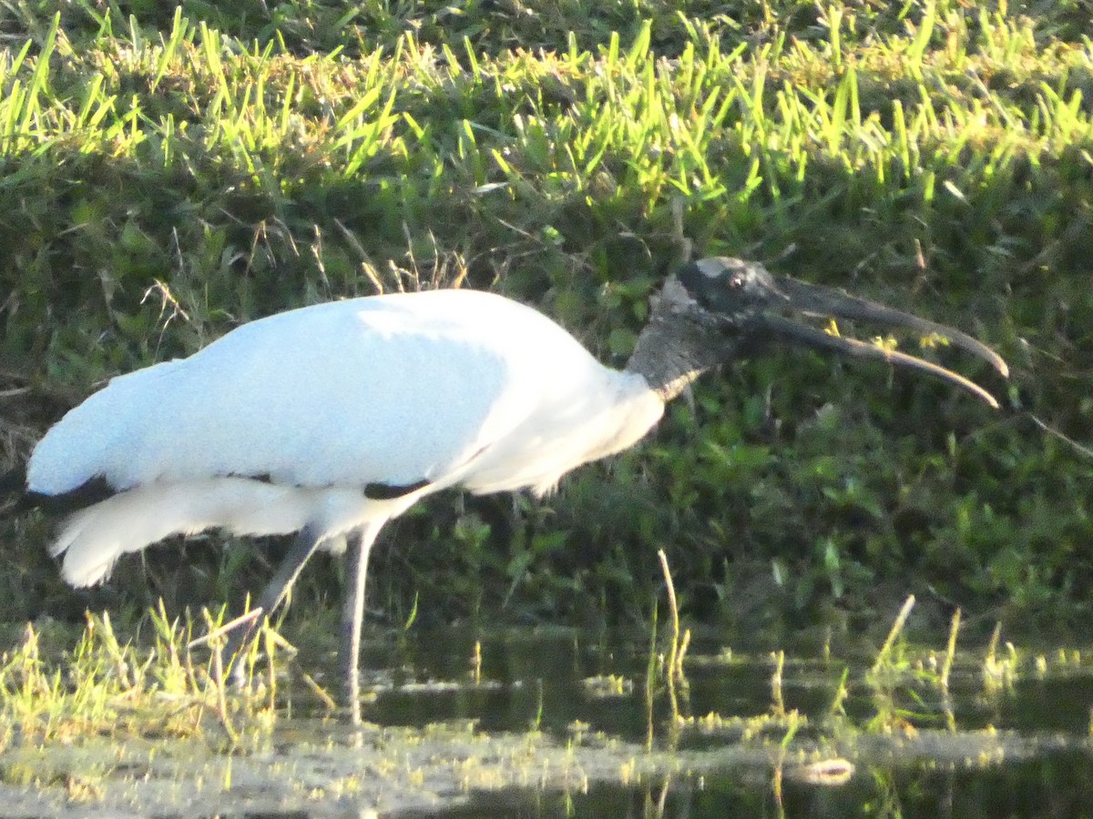 amerikastork - ML647512270