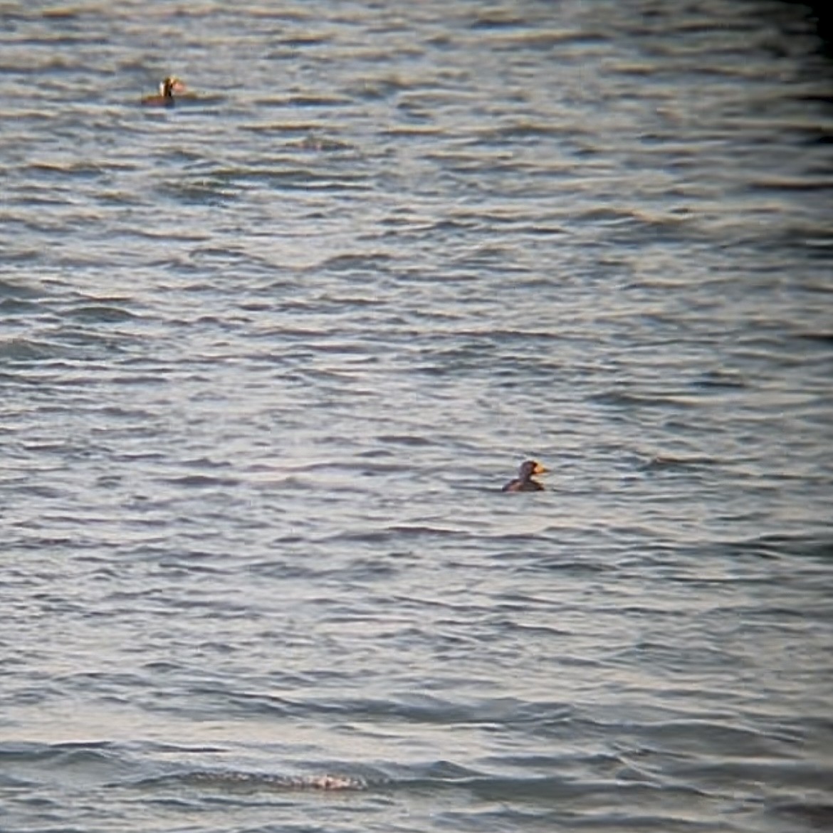 amerikasvartand - ML647512298