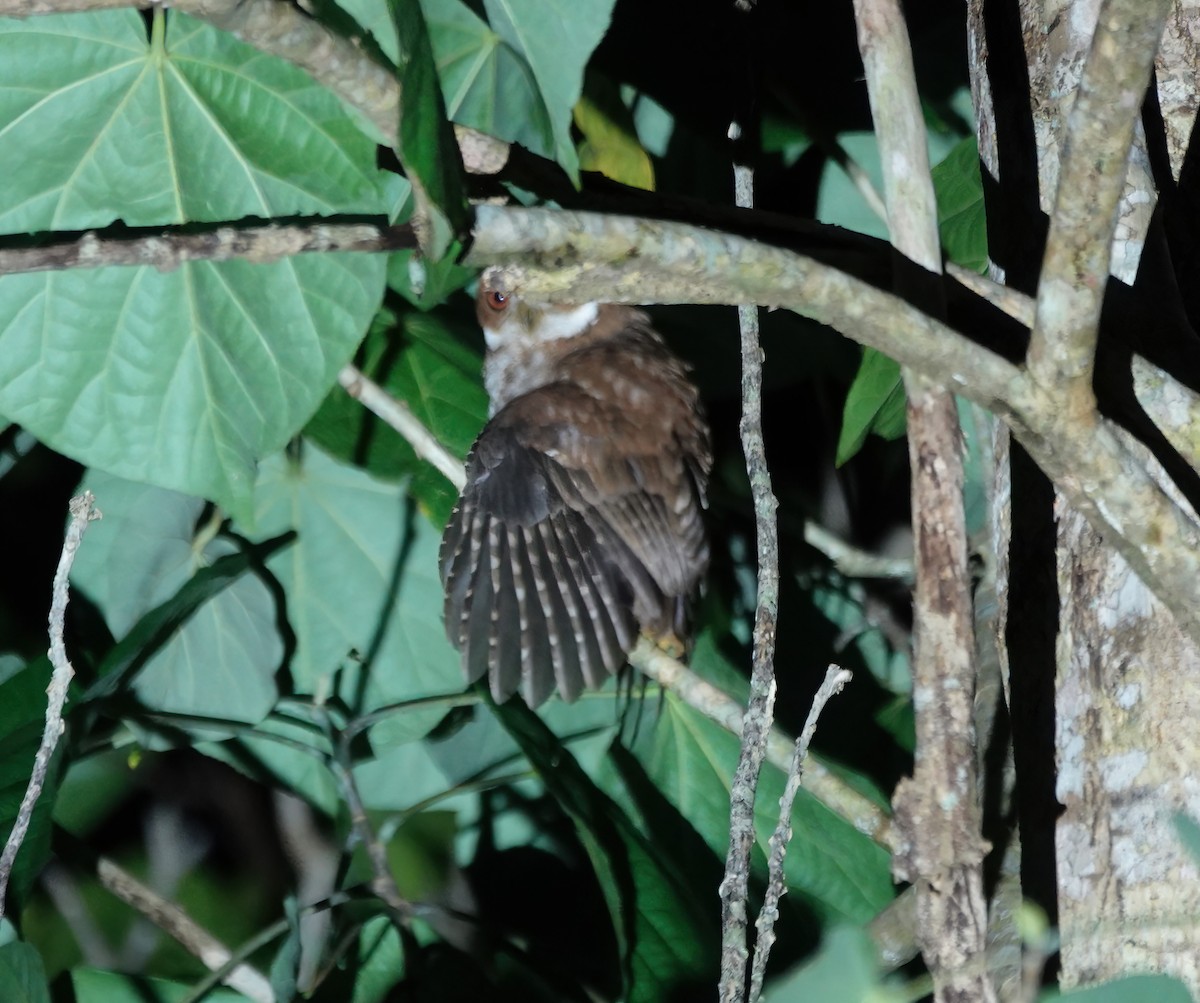 Puerto Rican Owl - ML647512310
