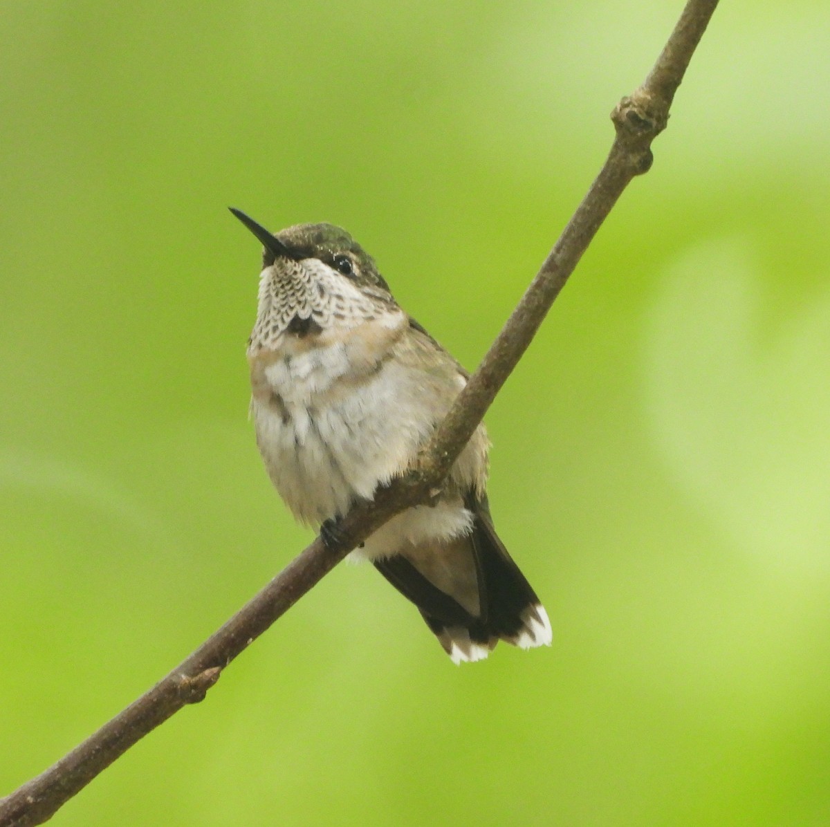 Ruby-throated Hummingbird - ML647512339