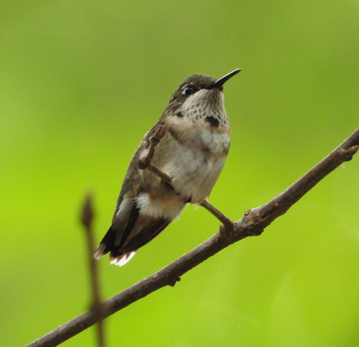 Ruby-throated Hummingbird - ML647512340