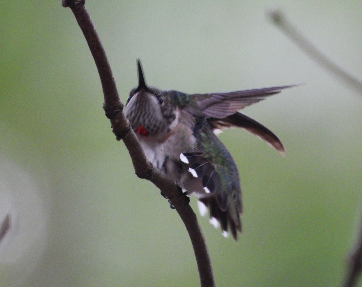 Ruby-throated Hummingbird - ML647512341