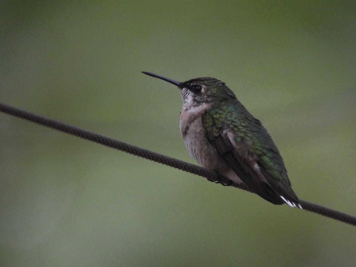 Ruby-throated Hummingbird - ML647512342