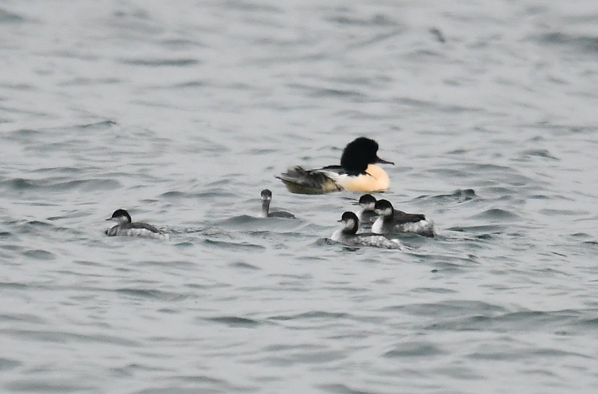 potápka černokrká - ML647512347