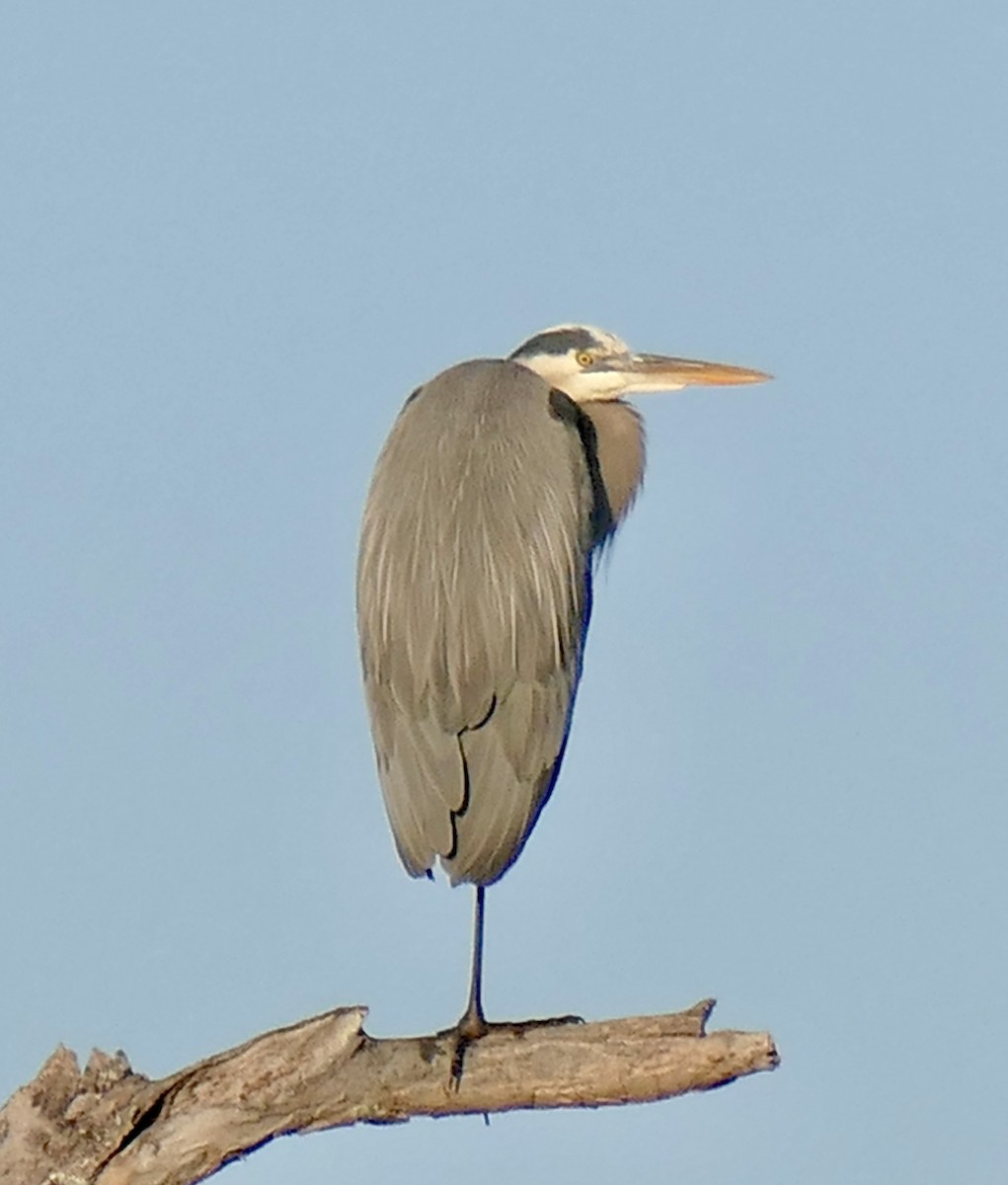 Great Blue Heron - ML647512349