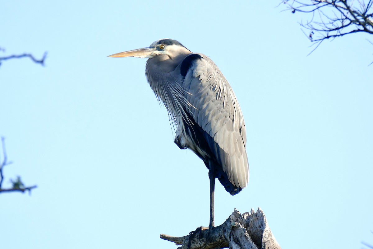 Great Blue Heron - ML647512350