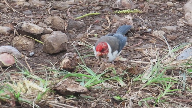 Yellow-billed Cardinal - ML647512356