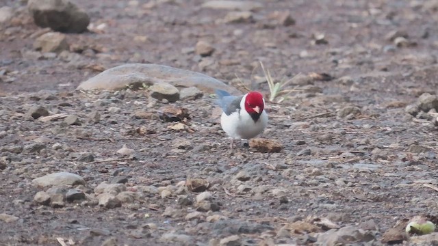 Yellow-billed Cardinal - ML647512357