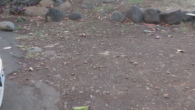 Yellow-billed Cardinal - ML647512358