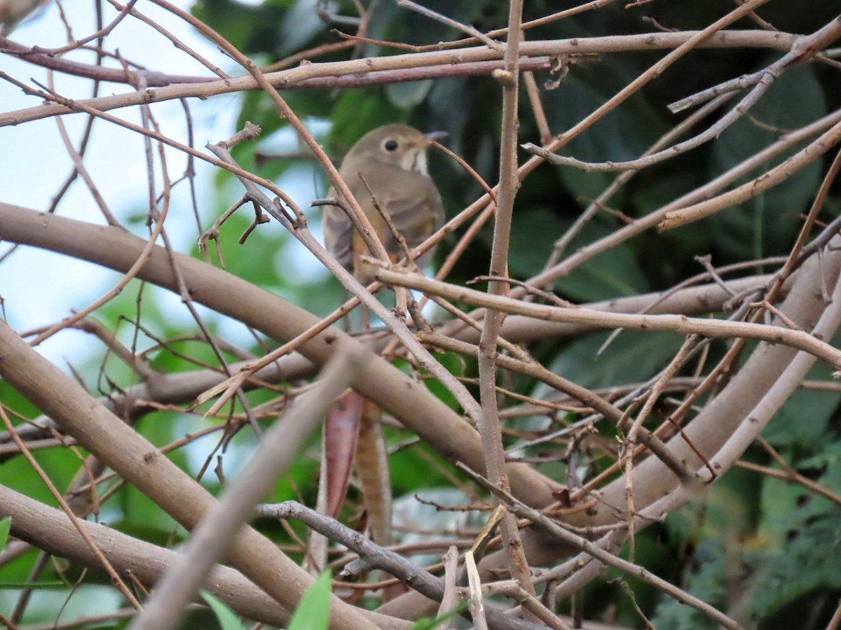 קיכלי חלוד-זנב - ML647512361