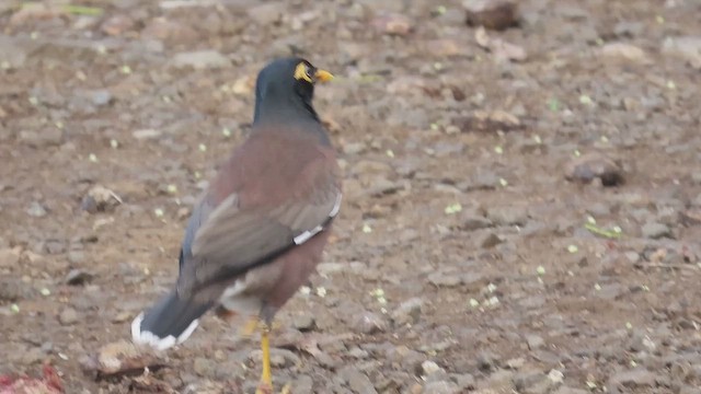 Common Myna - ML647512370