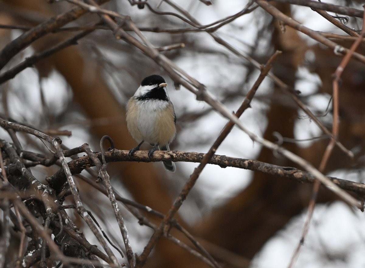 Black-capped Chickadee - ML647512376