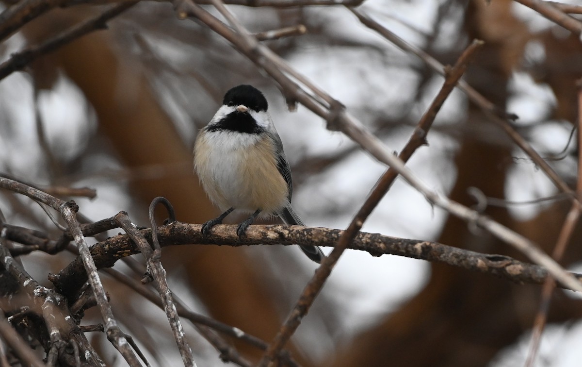 Black-capped Chickadee - ML647512377