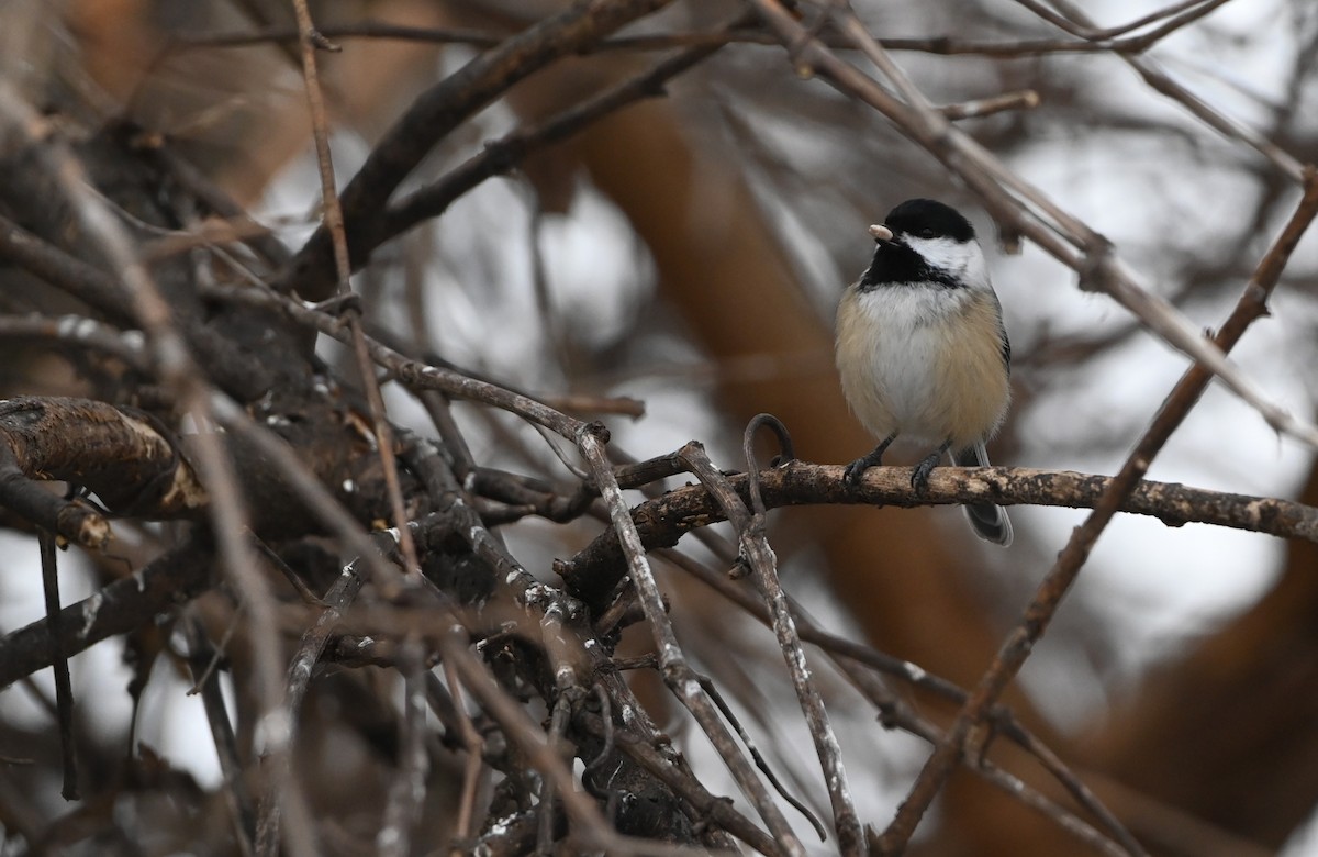Black-capped Chickadee - ML647512378