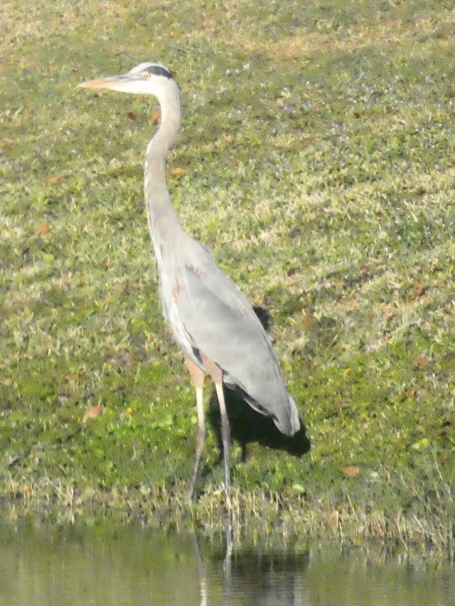 Great Blue Heron - ML647512379