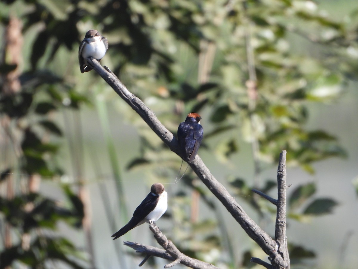 Wire-tailed Swallow - ML647512427