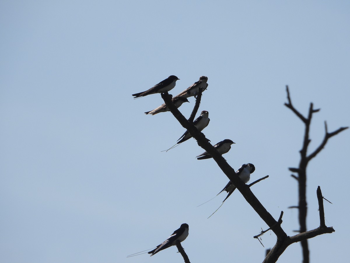 Wire-tailed Swallow - ML647512428