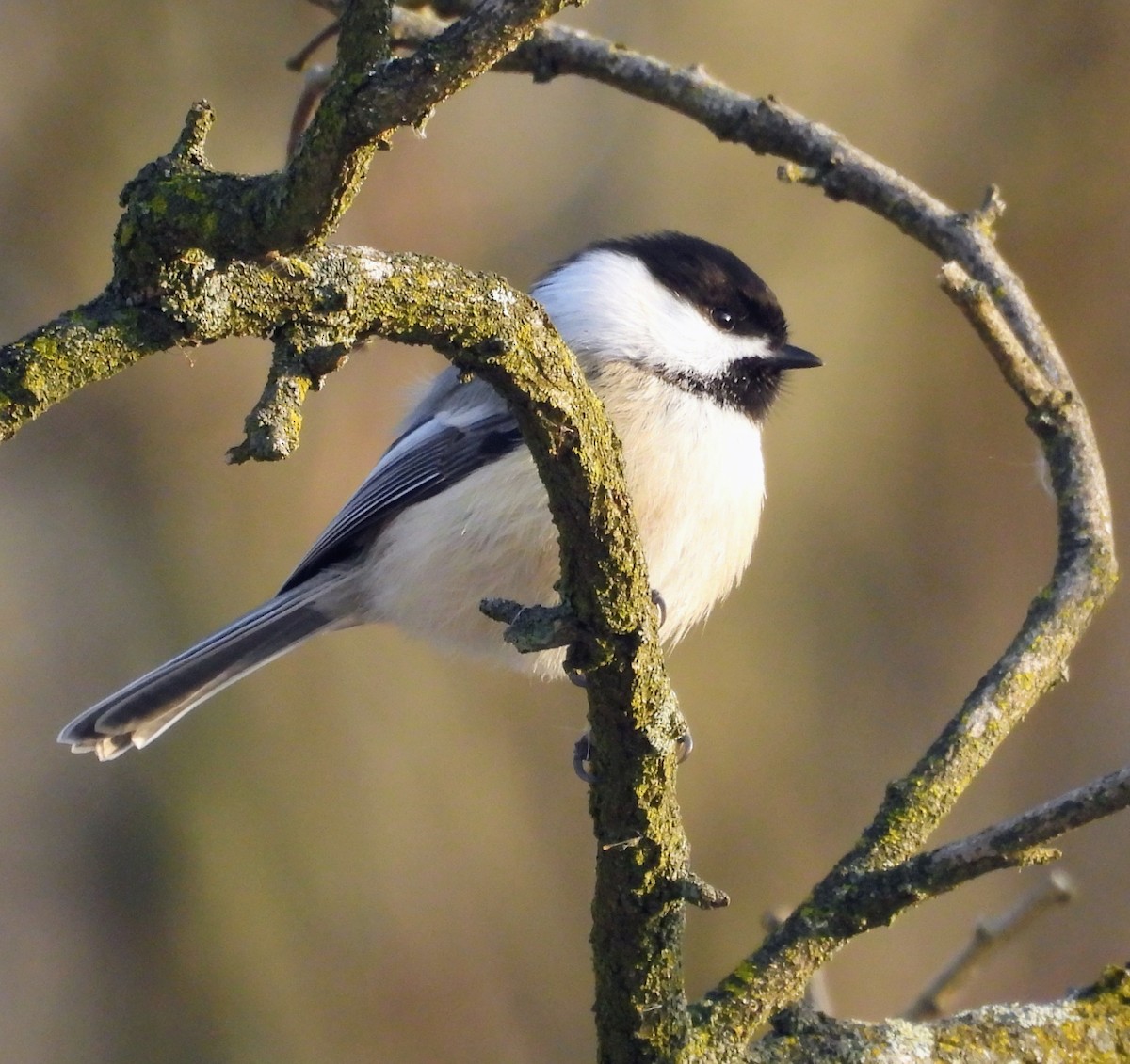 Black-capped Chickadee - ML647512431