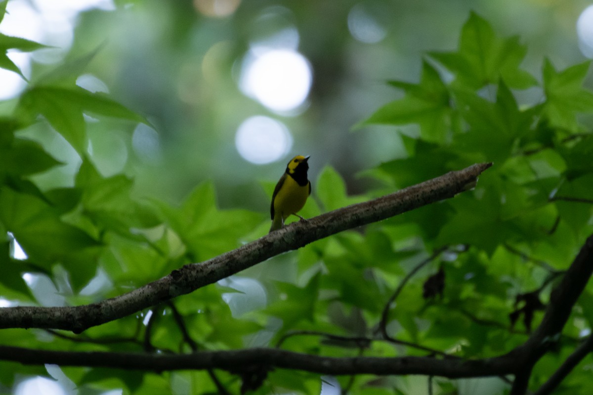 クロズキンアメリカムシクイ - ML647512440