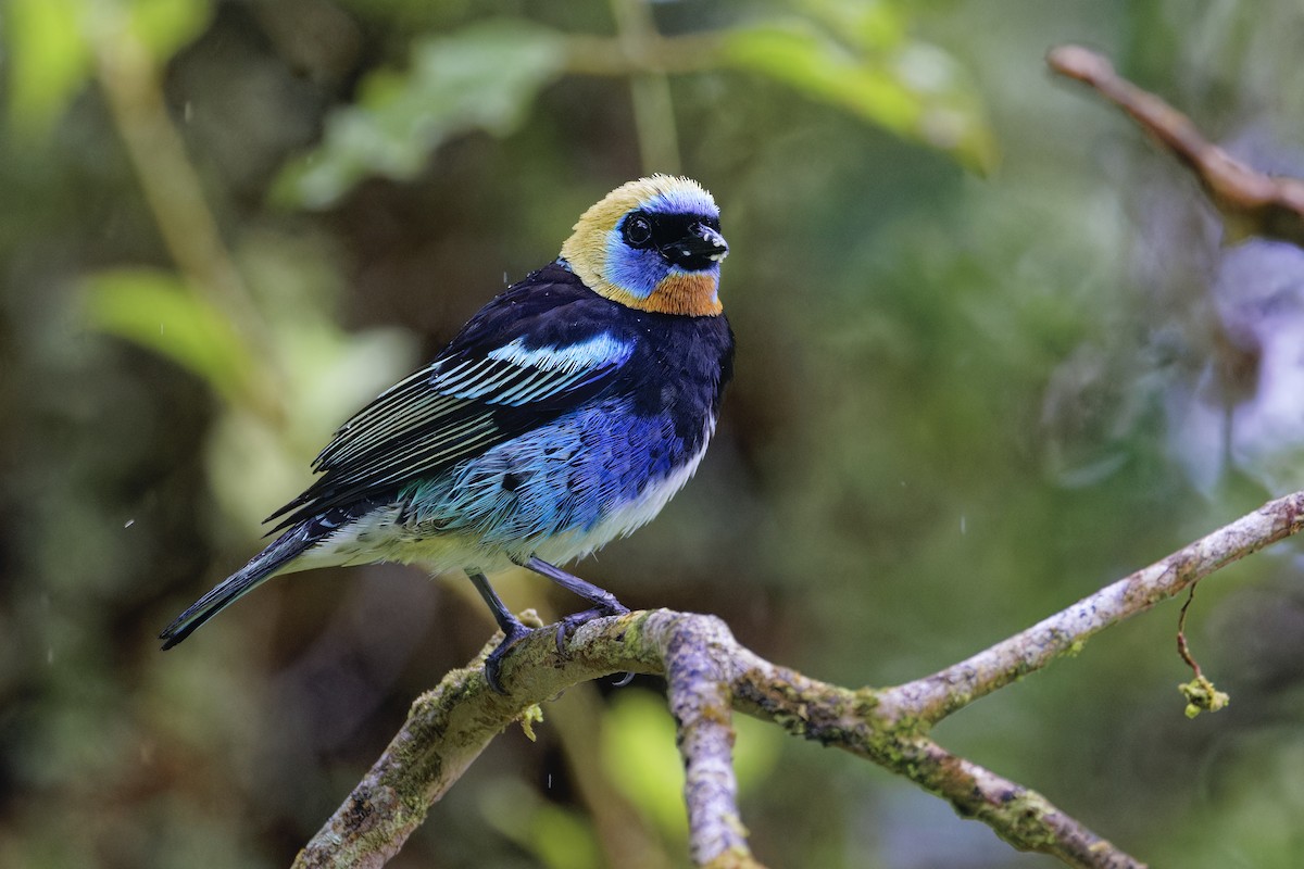 Golden-hooded Tanager - ML647512442