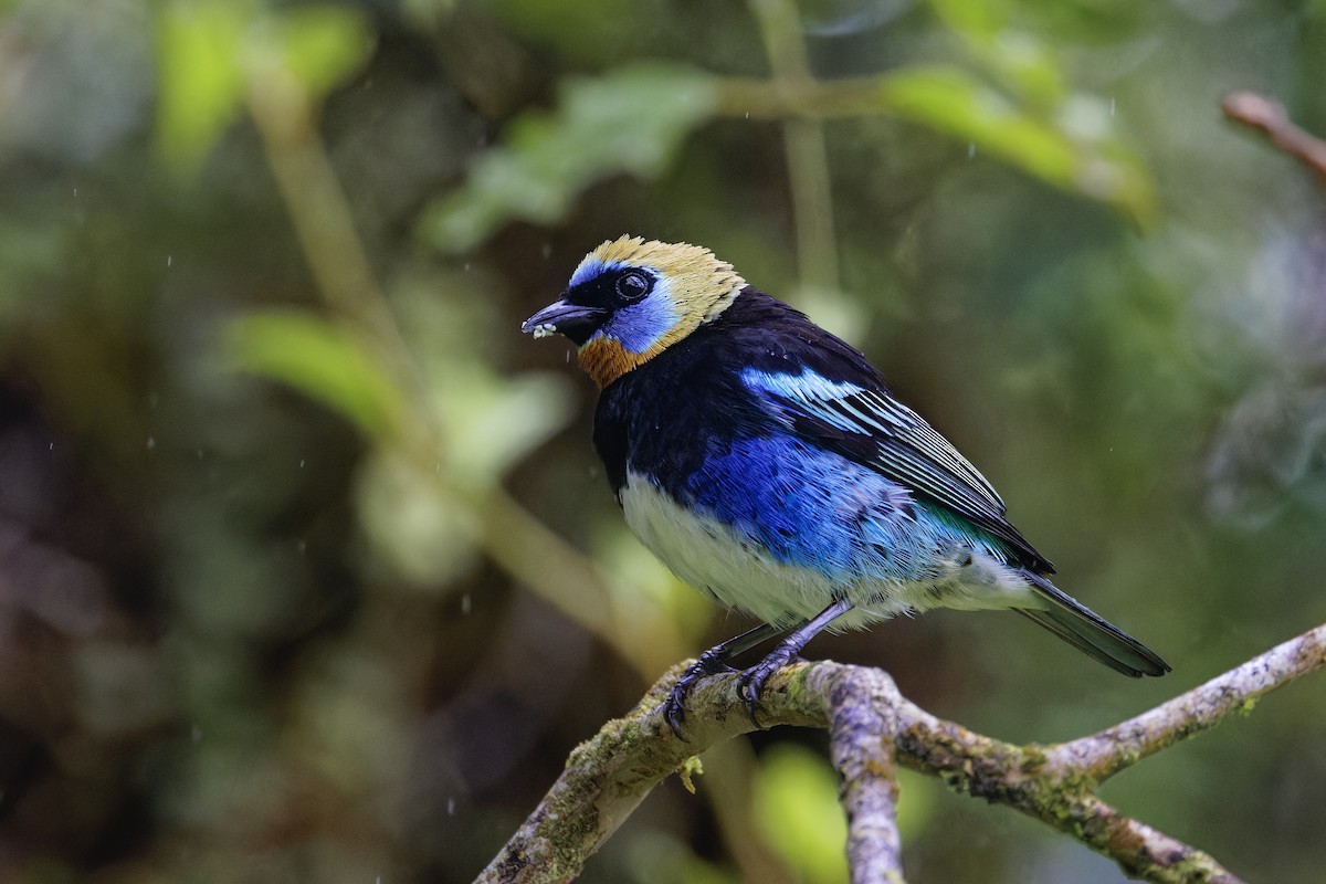 Golden-hooded Tanager - ML647512443