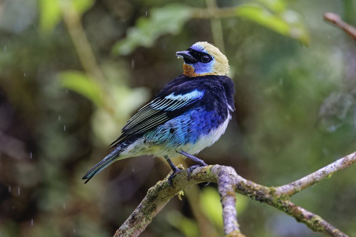 Golden-hooded Tanager - ML647512444