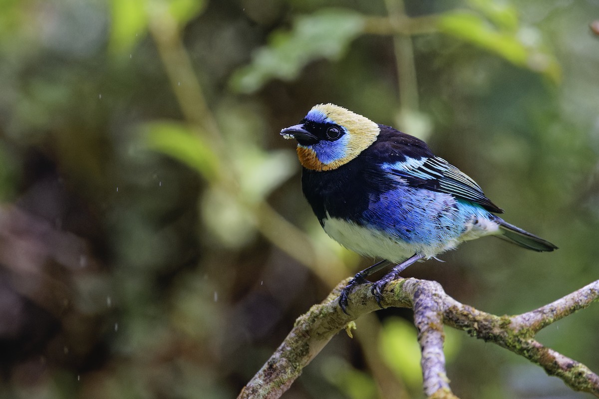 Golden-hooded Tanager - ML647512445