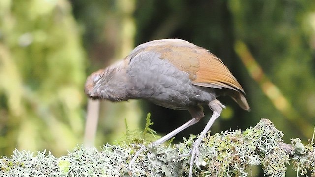 Chestnut-naped Antpitta - ML647512454