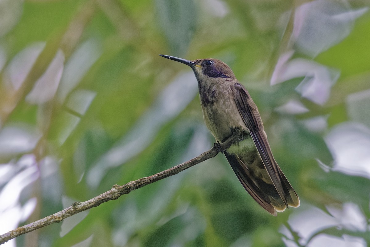 Brown Violetear - ML647512455