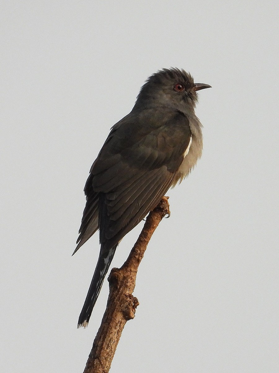 Gray-bellied Cuckoo - ML647512464