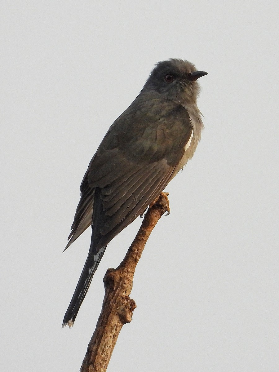 Gray-bellied Cuckoo - ML647512465