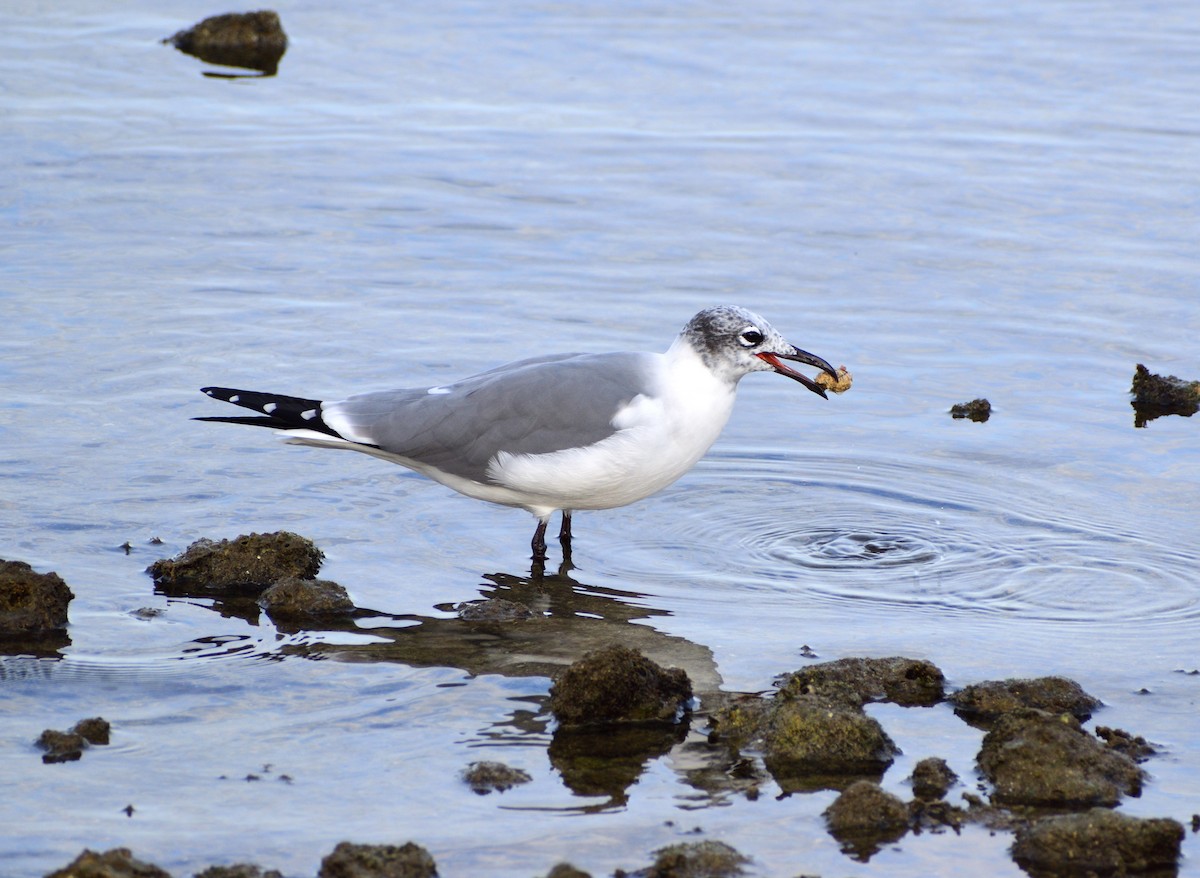 Gabbiano sghignazzante - ML647512512